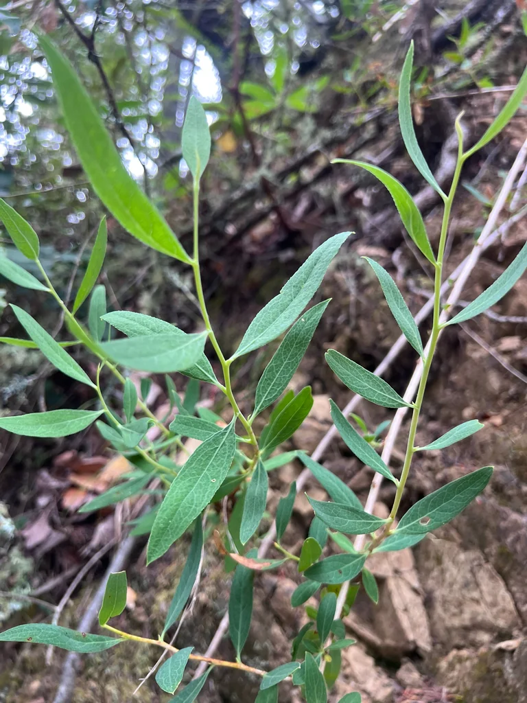 Dendromecon Rigida