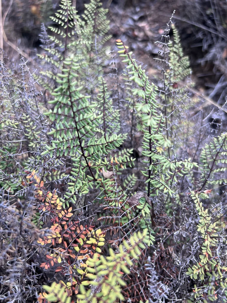 Pellaea Mucronata