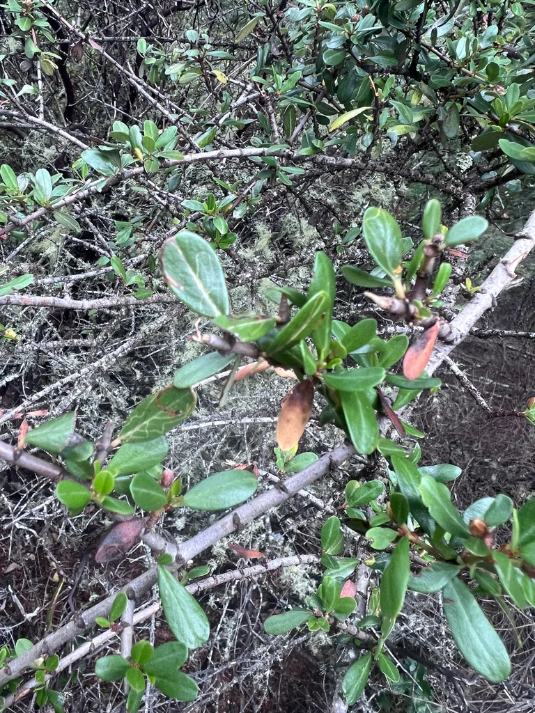 Ceanothus Cuneatus