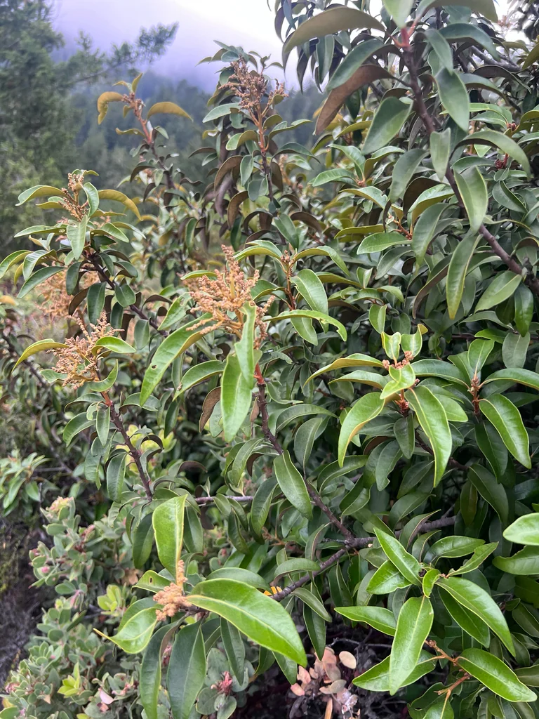 Chrysolepis Chrysophylla
