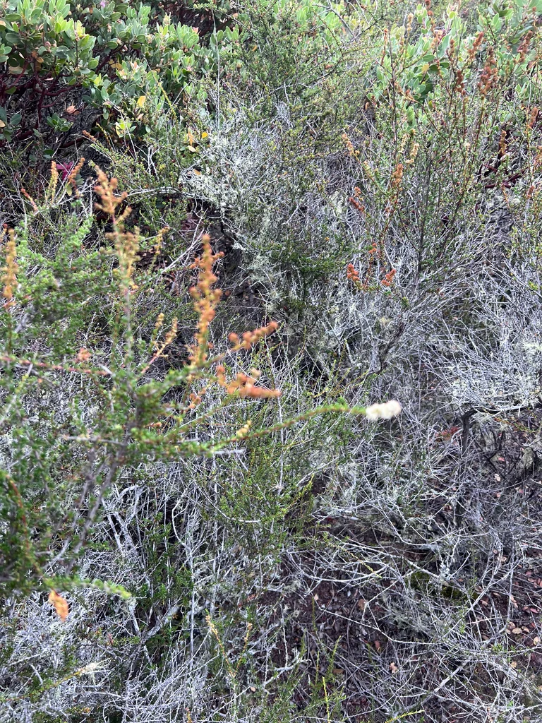 Adenostoma Fasciculatum