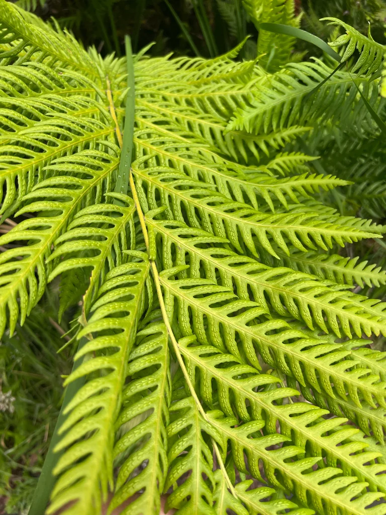 Woodwardia Fimbriata