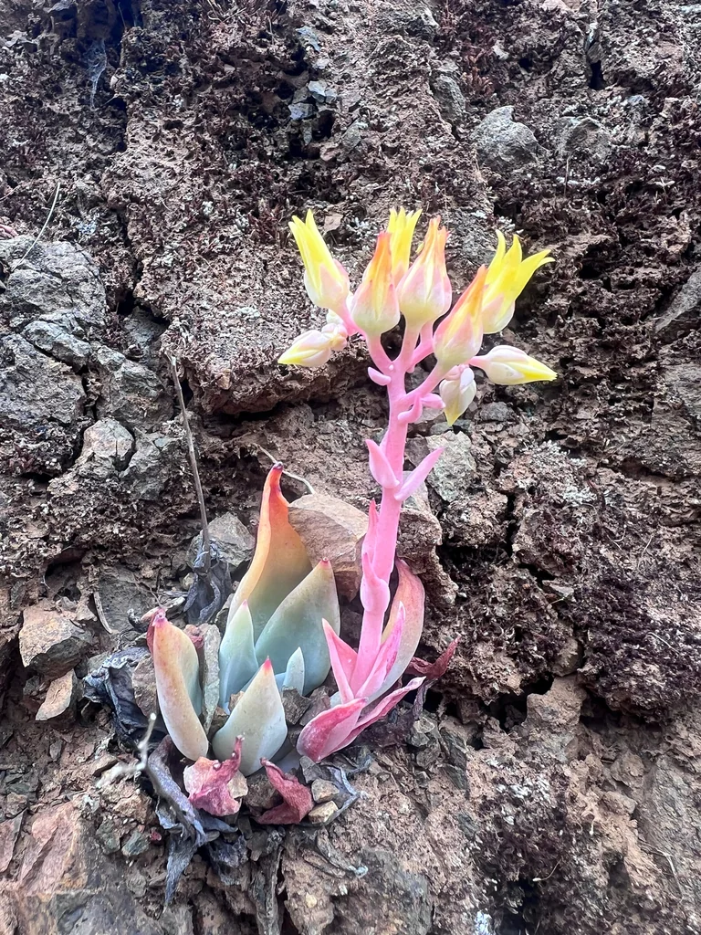 Dudleya Cymosa