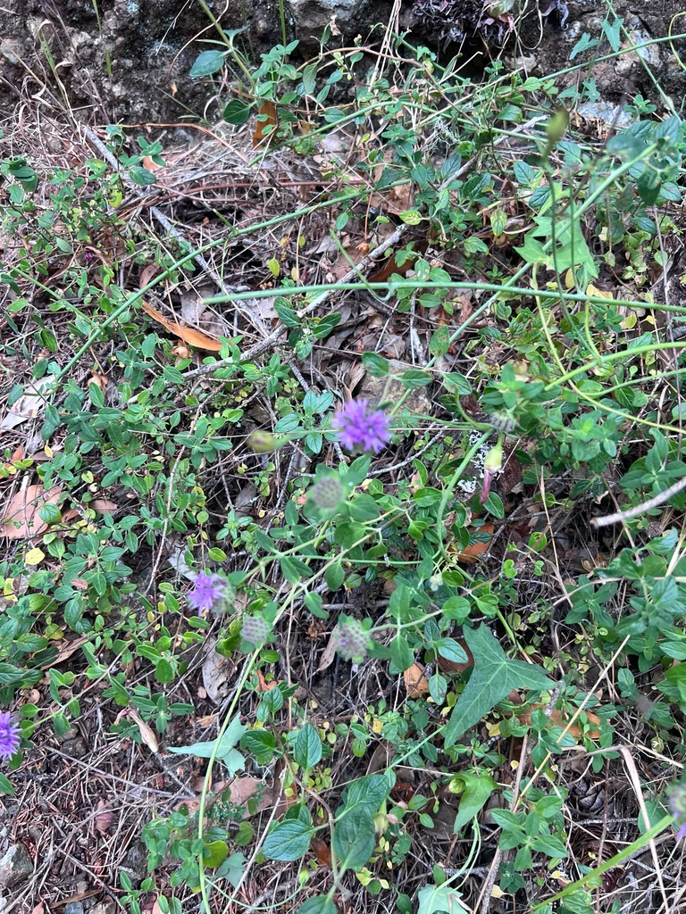 Monardella Villosa