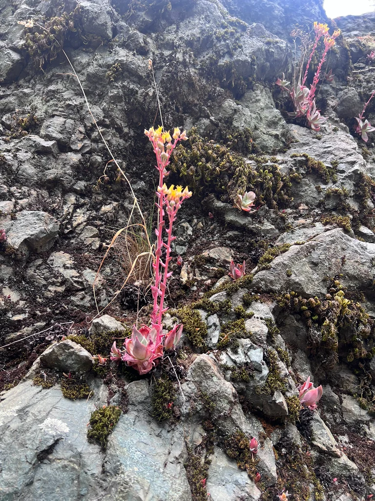 Dudleya Cymosa
