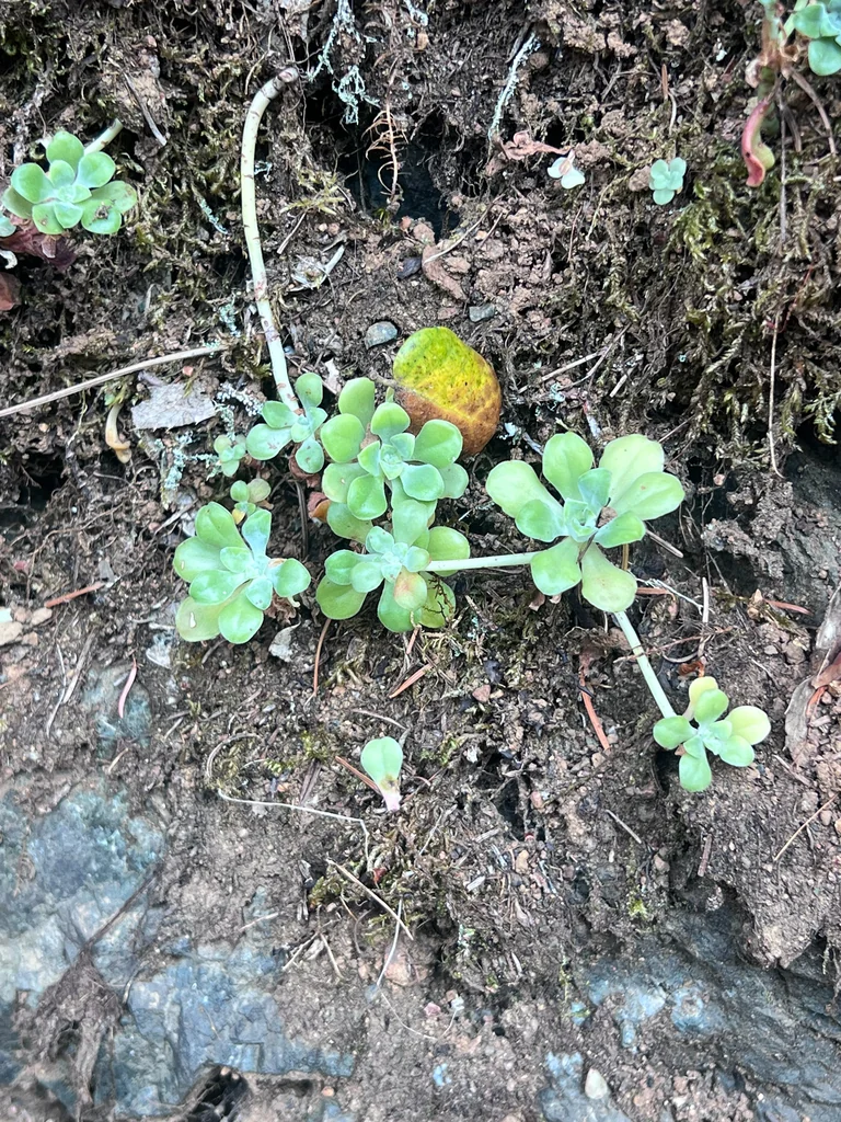 Sedum Spathulifolium