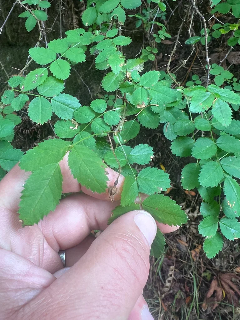 Rosa gymnocarpa