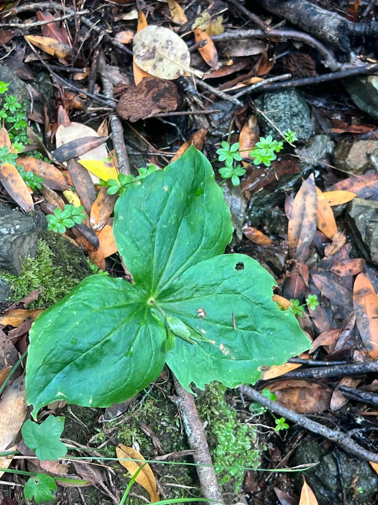 Trillium Ovatum