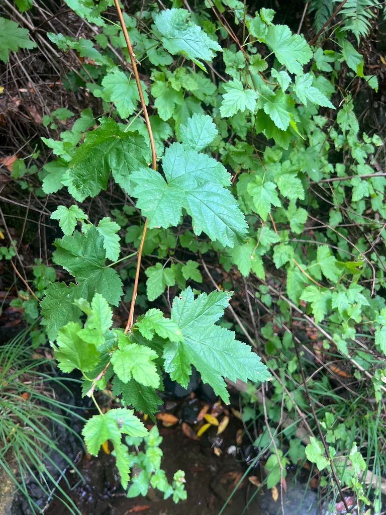 Physocarpus Capitatus