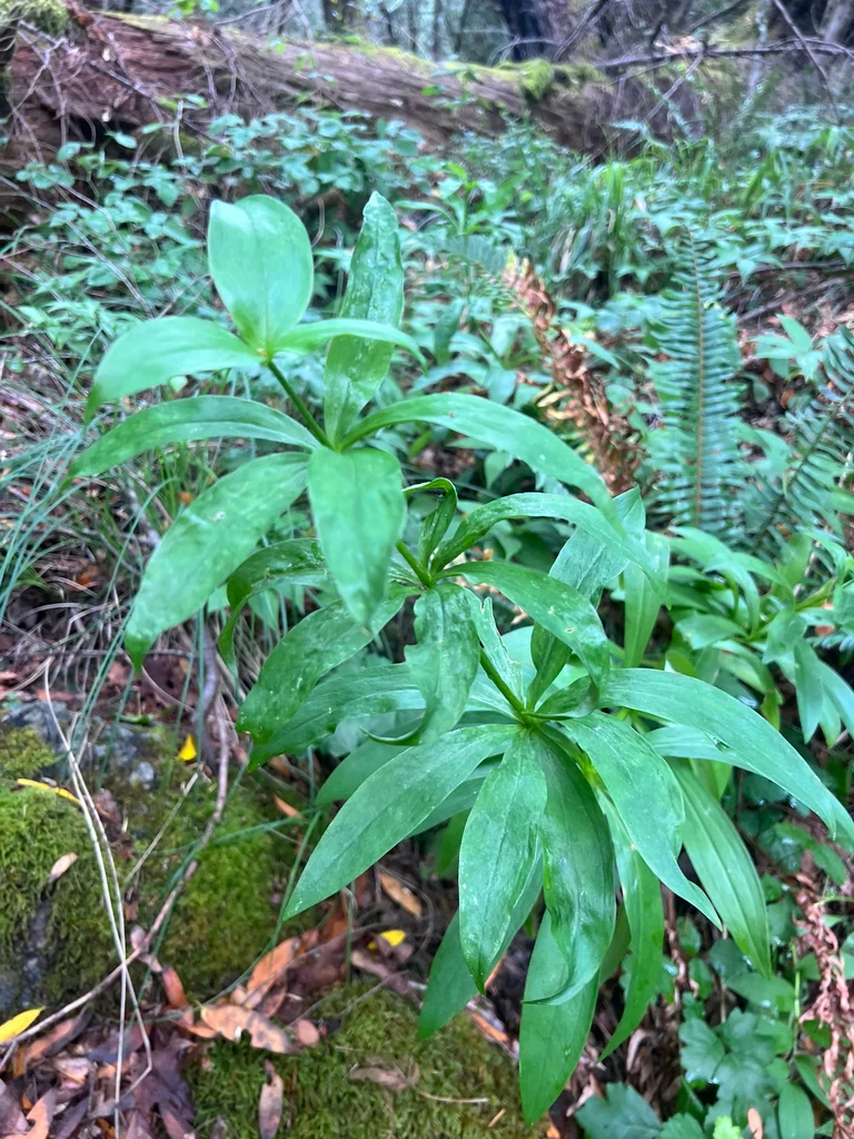 Lilium Pardalinum