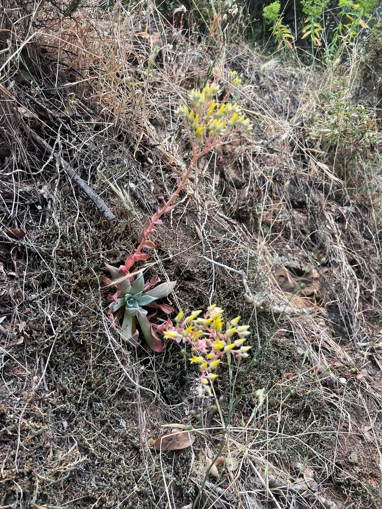 Dudleya Cymosa