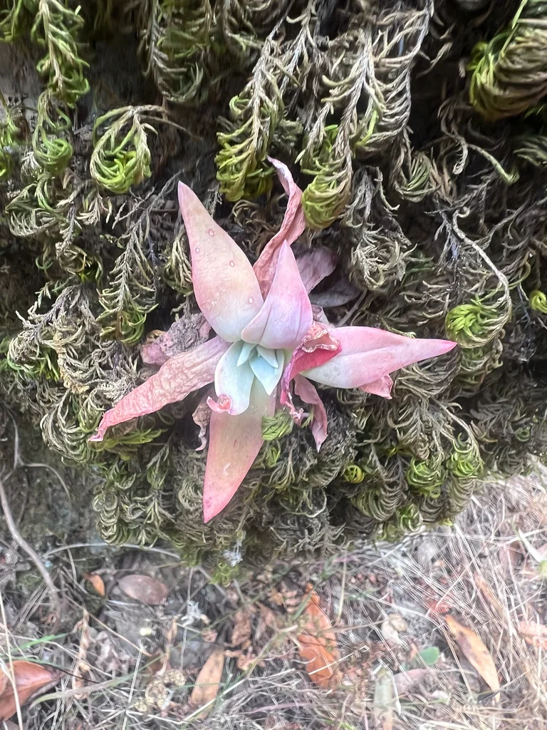 Dudleya Cymosa