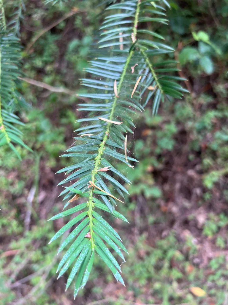 Torreya Californica