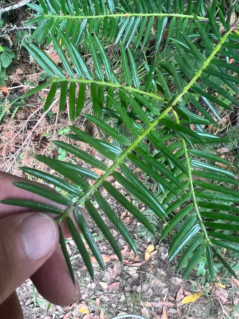 Torreya Californica