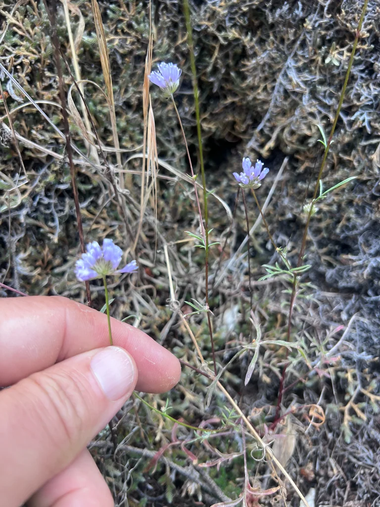 Gilia Capitata
