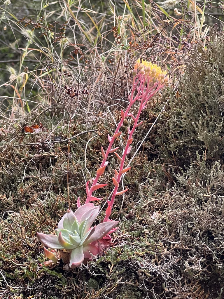 Dudleya Cymosa