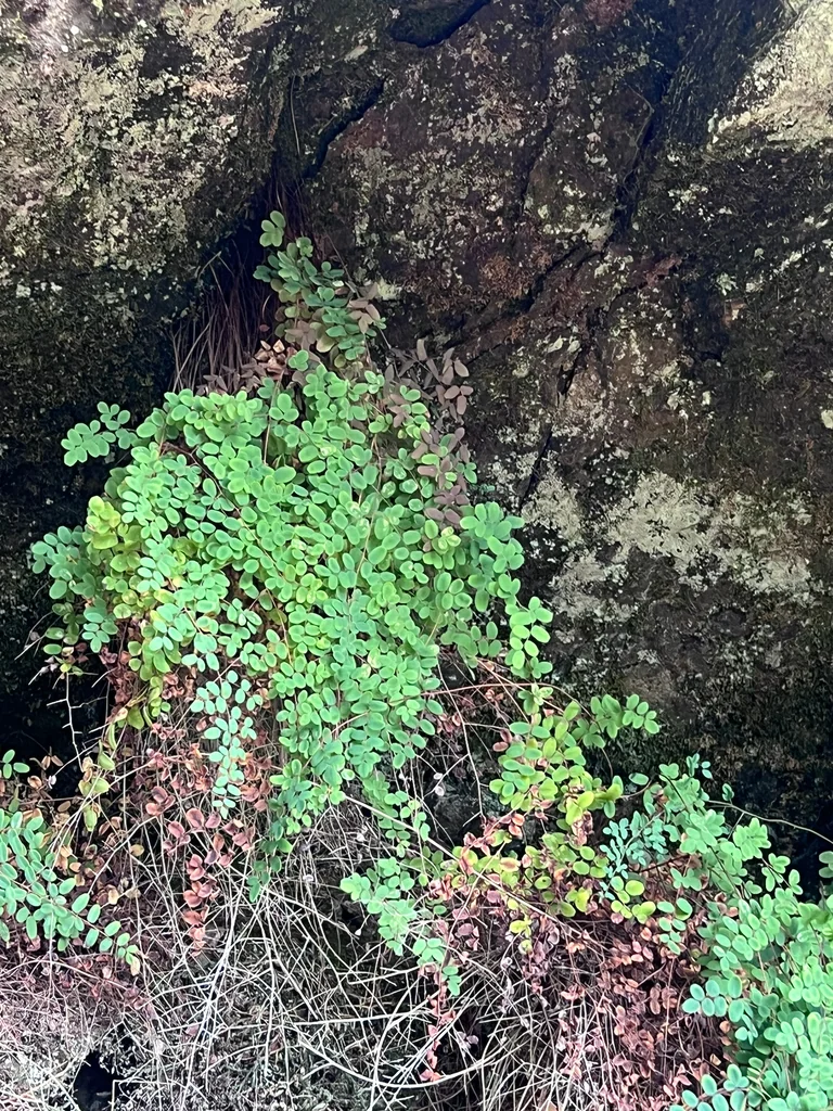 Pellaea Andromedifolia