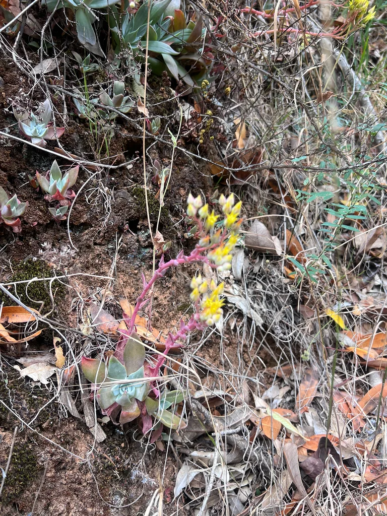 Dudleya Cymosa