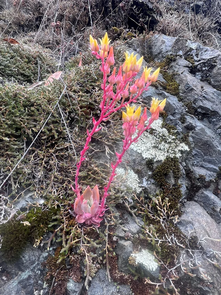Dudleya Cymosa