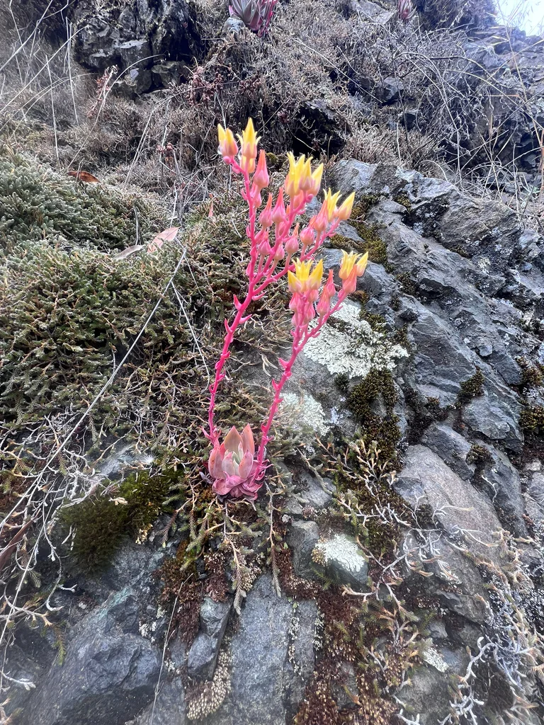 Dudleya Cymosa