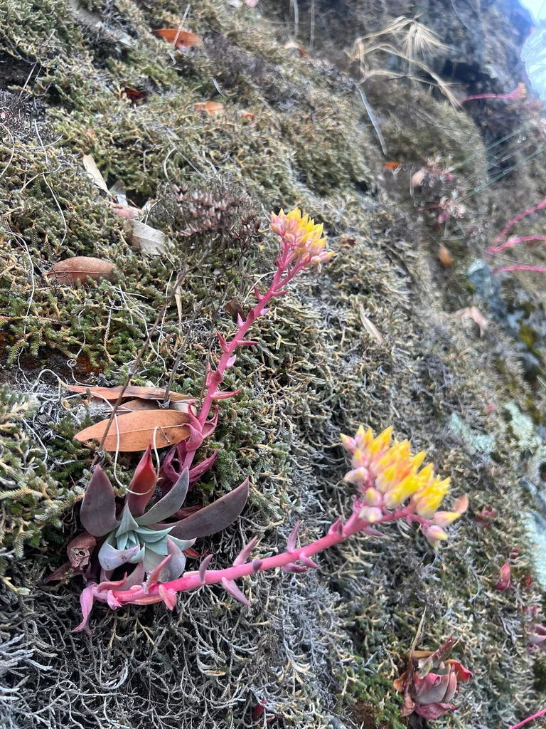 Dudleya Cymosa