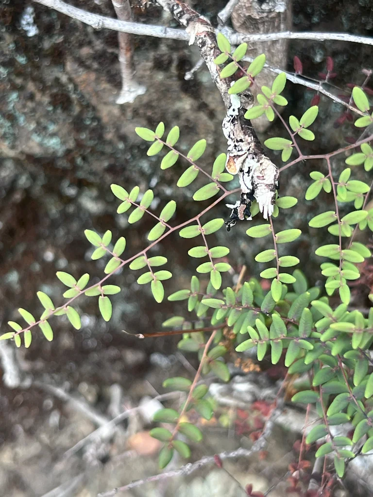 Pellaea Andromedifolia