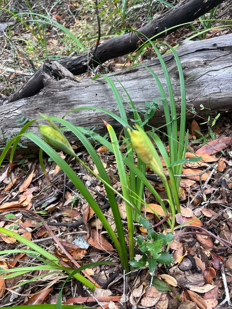 Iris Douglasiana