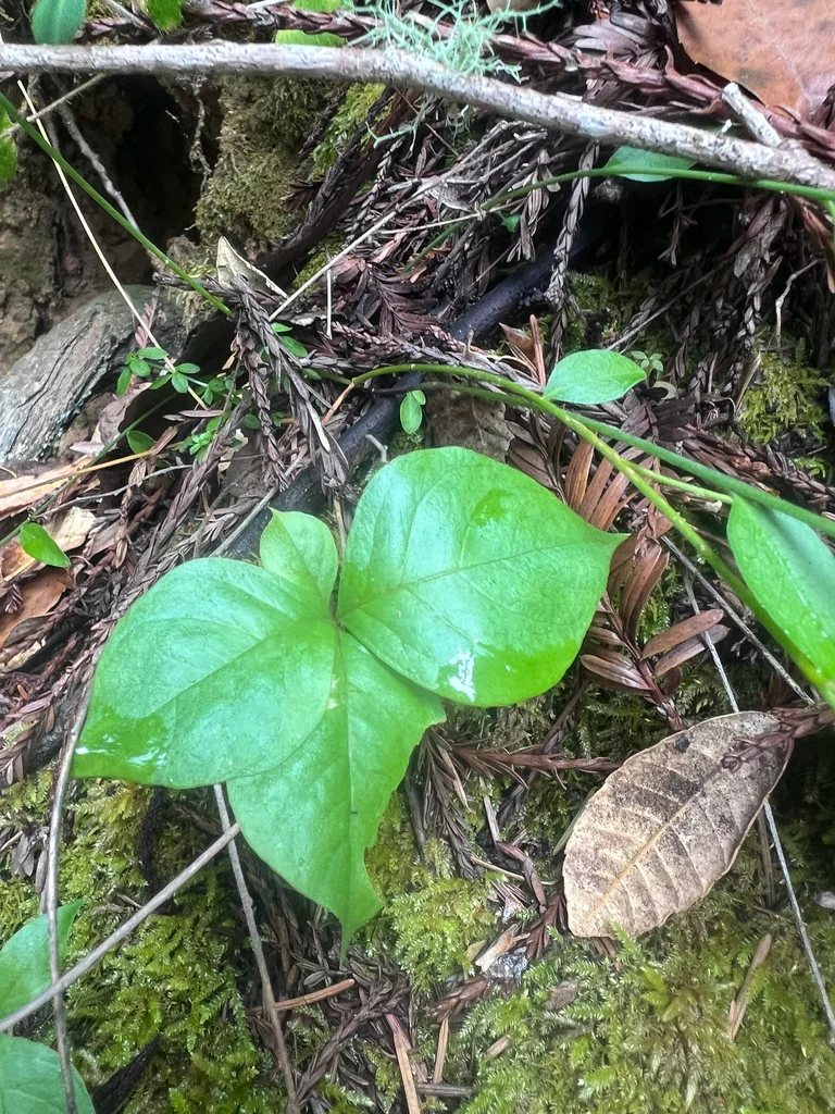 Trientalis Latifolia