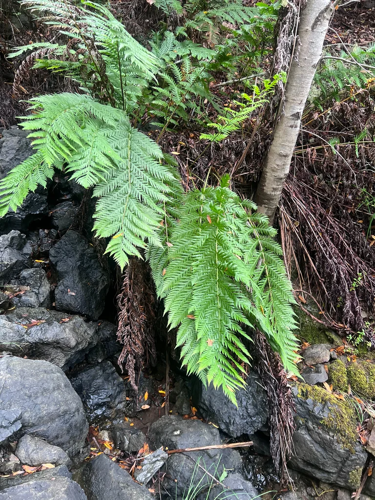 Woodwardia Fimbriata