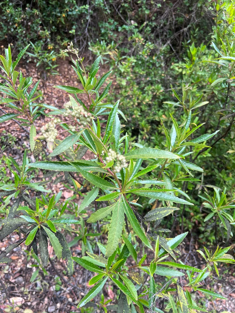 Eriodictyon Californicum