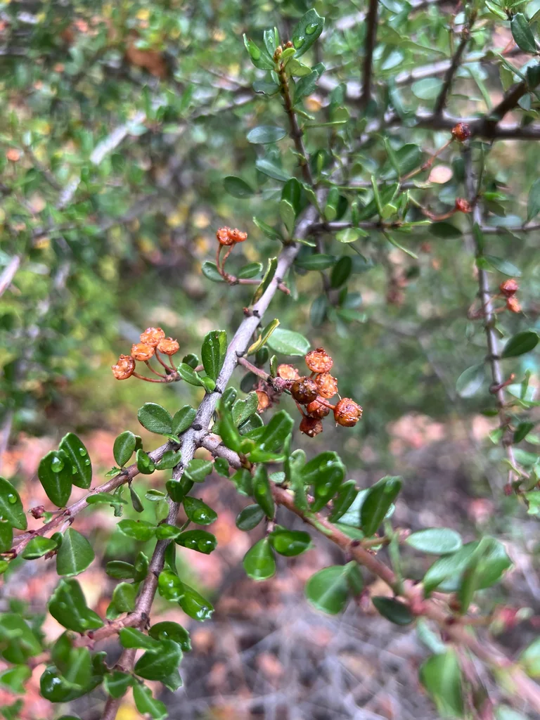 Ceanothus Cuneatus