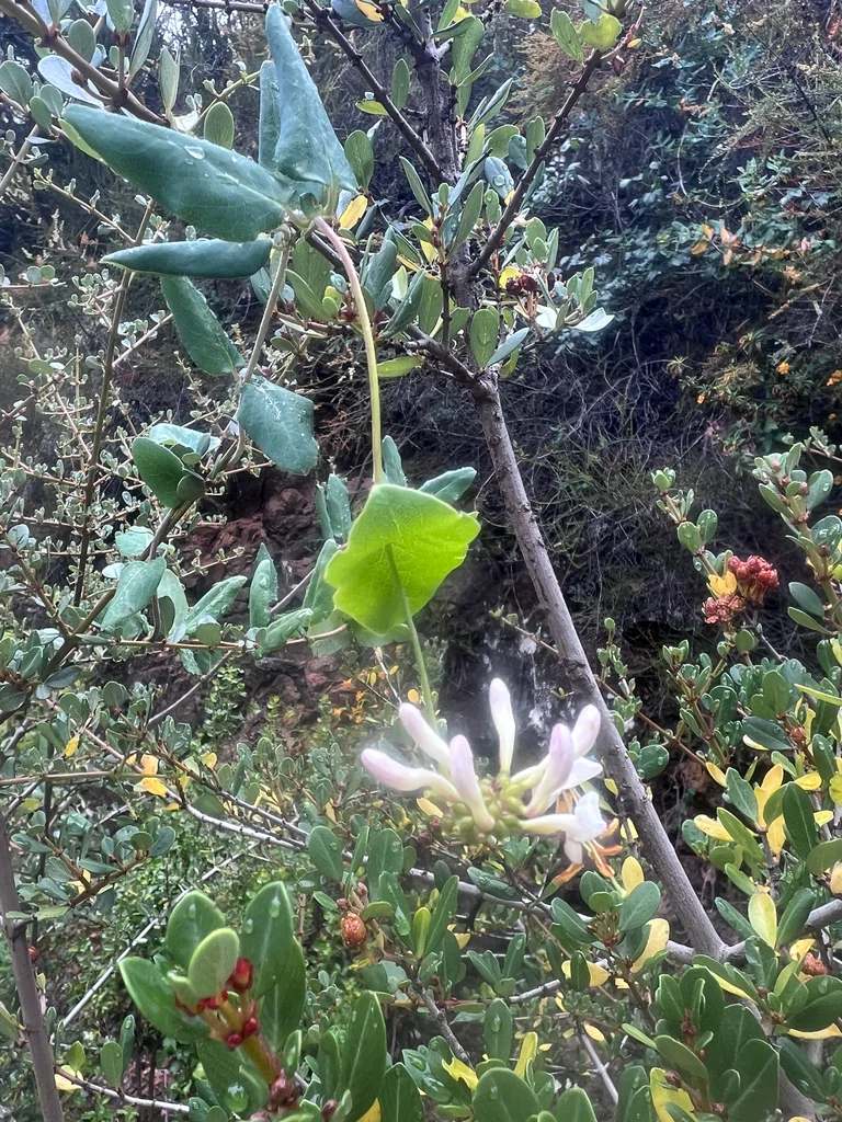Lonicera Hispidula