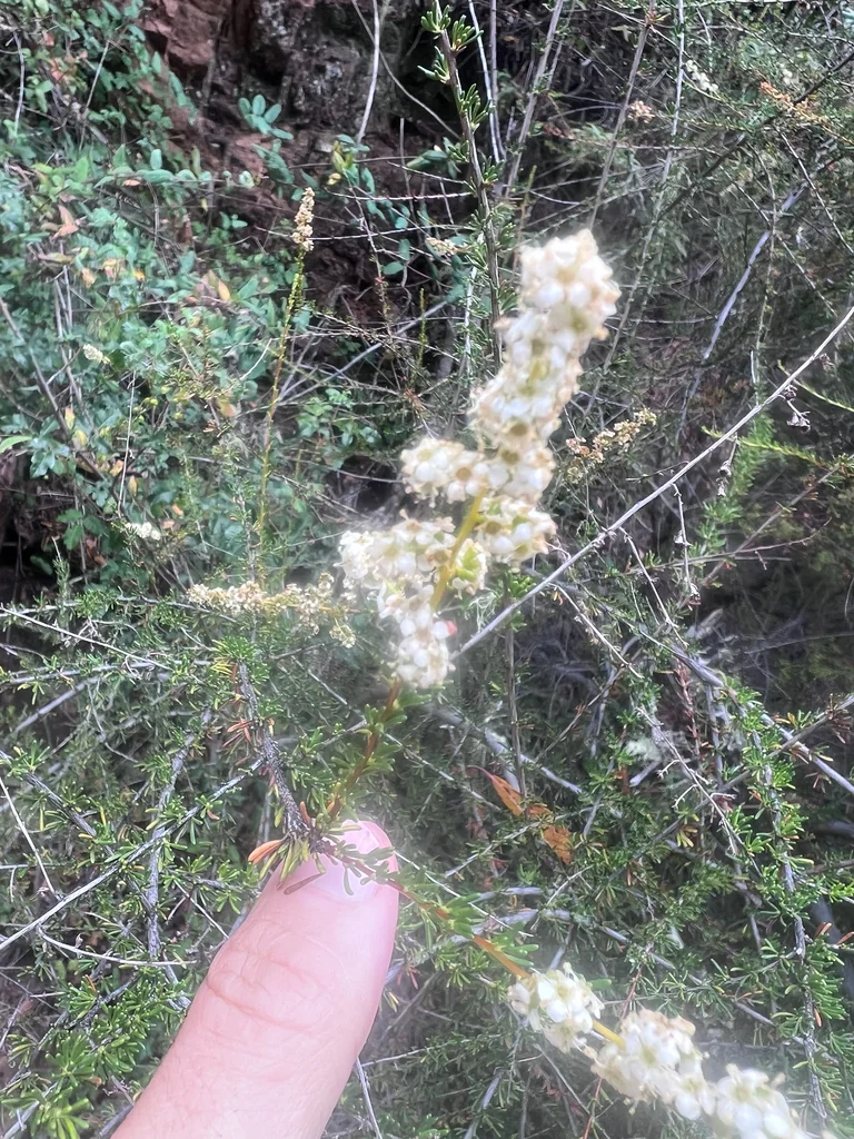 Adenostoma Fasciculatum