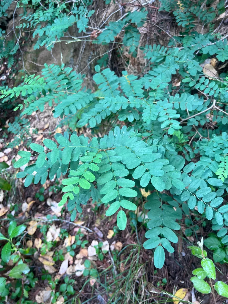 Amorpha Californica