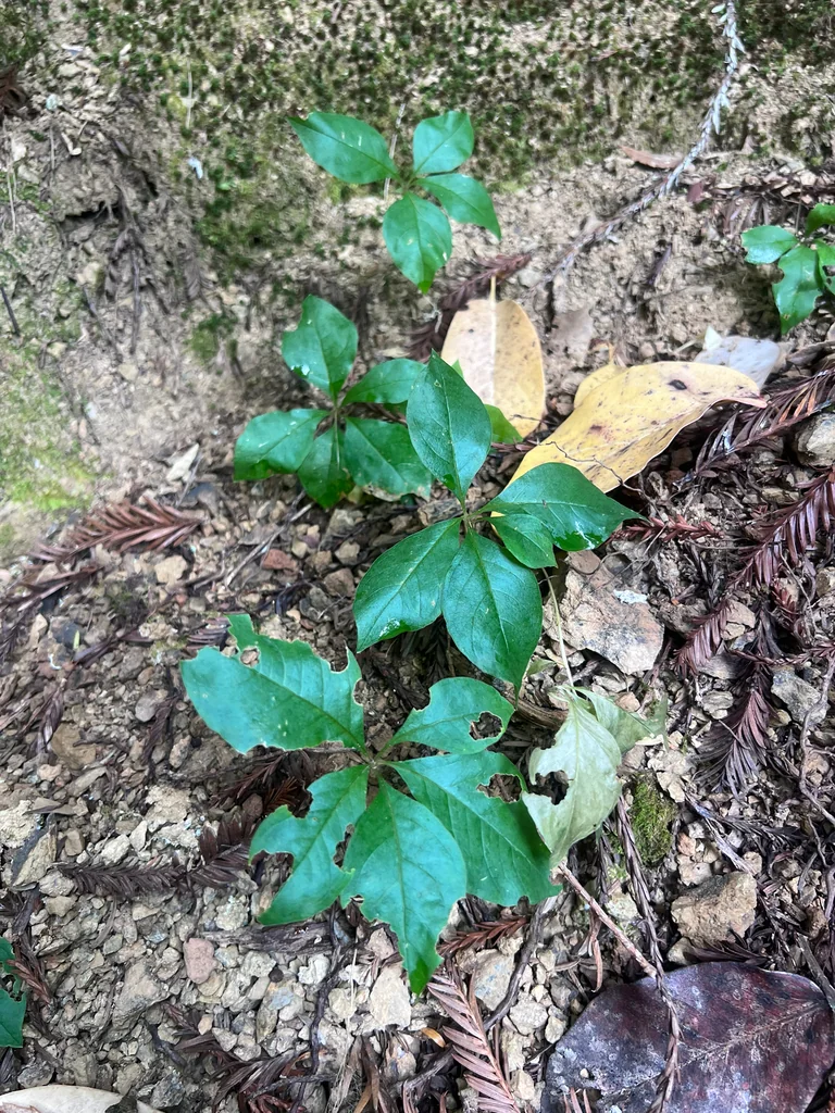 Trientalis Latifolia