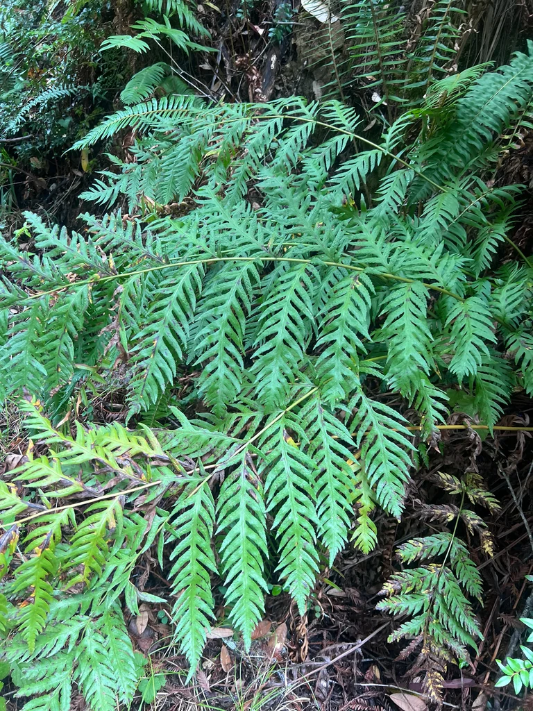Woodwardia Fimbriata