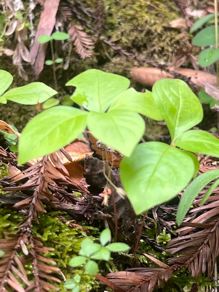 Trientalis Latifolia