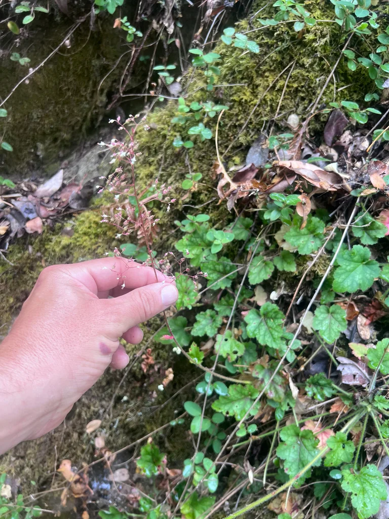 Heuchera Micrantha