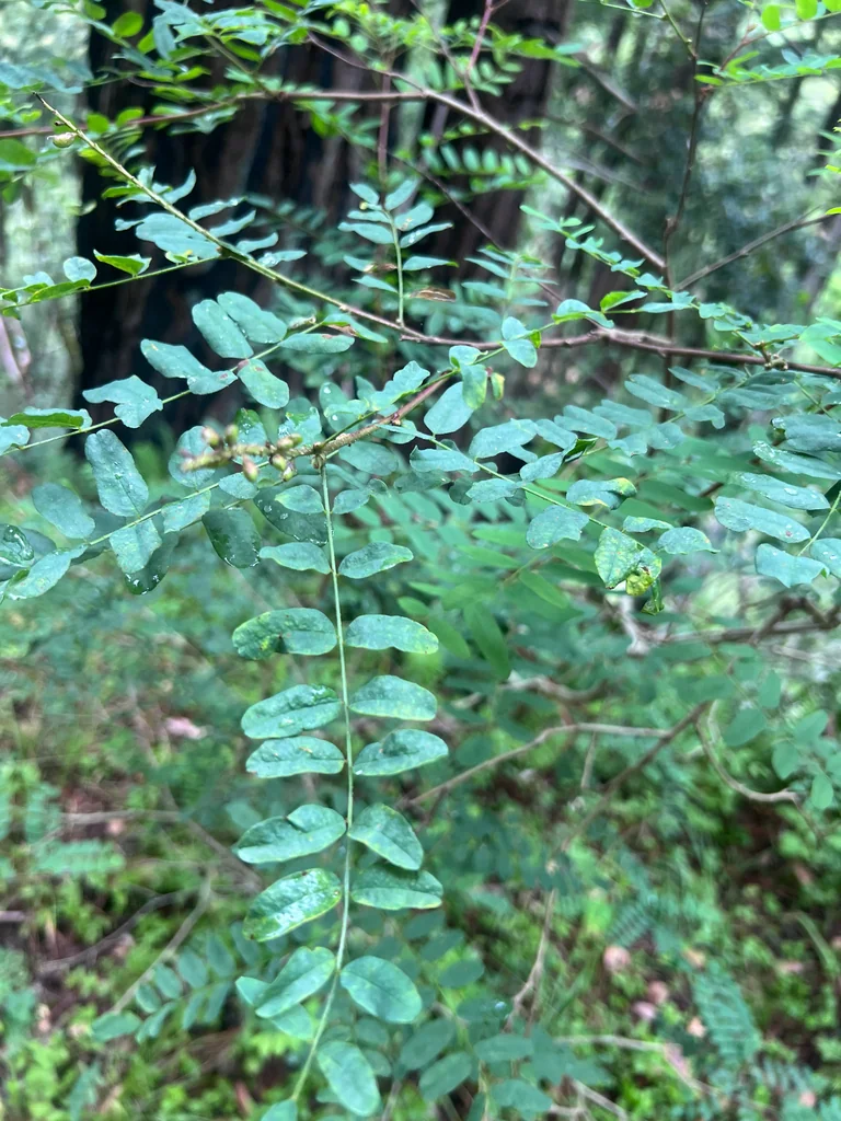 Amorpha Californica