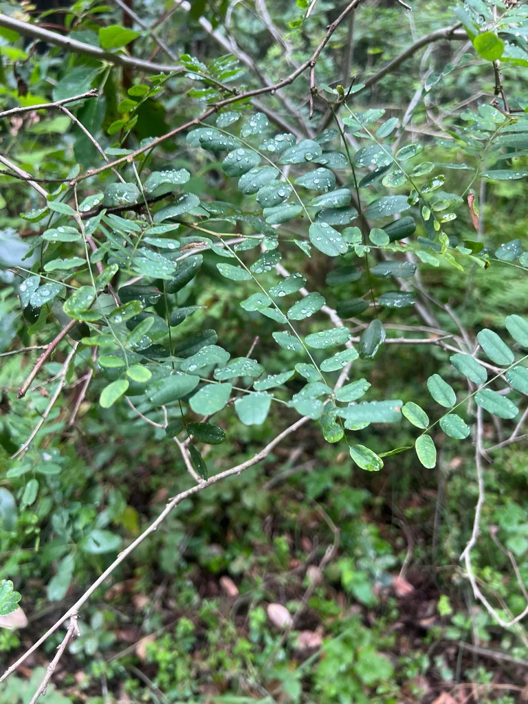 Amorpha Californica