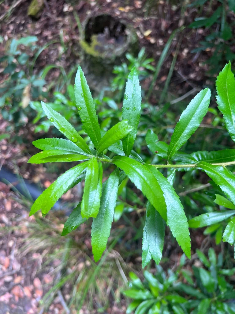 Myrica Californica