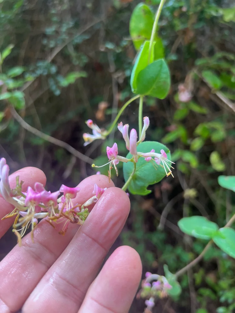 Lonicera Hispidula