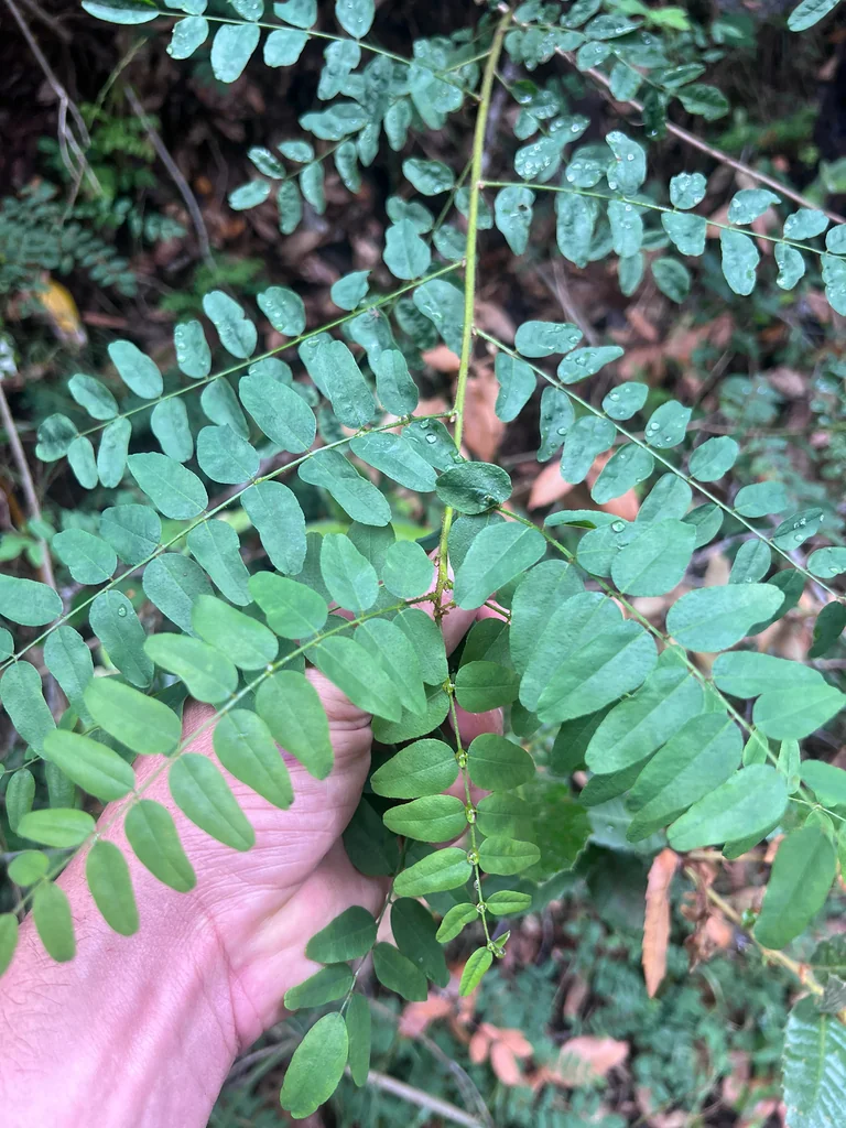 Amorpha Californica