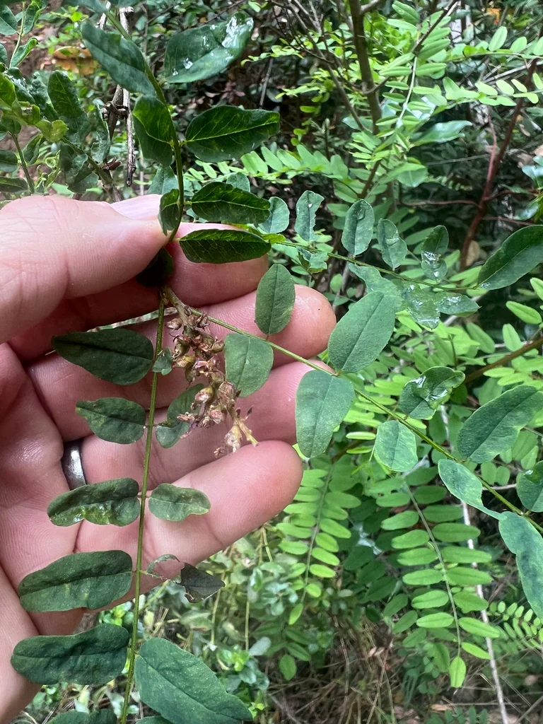 Amorpha Californica