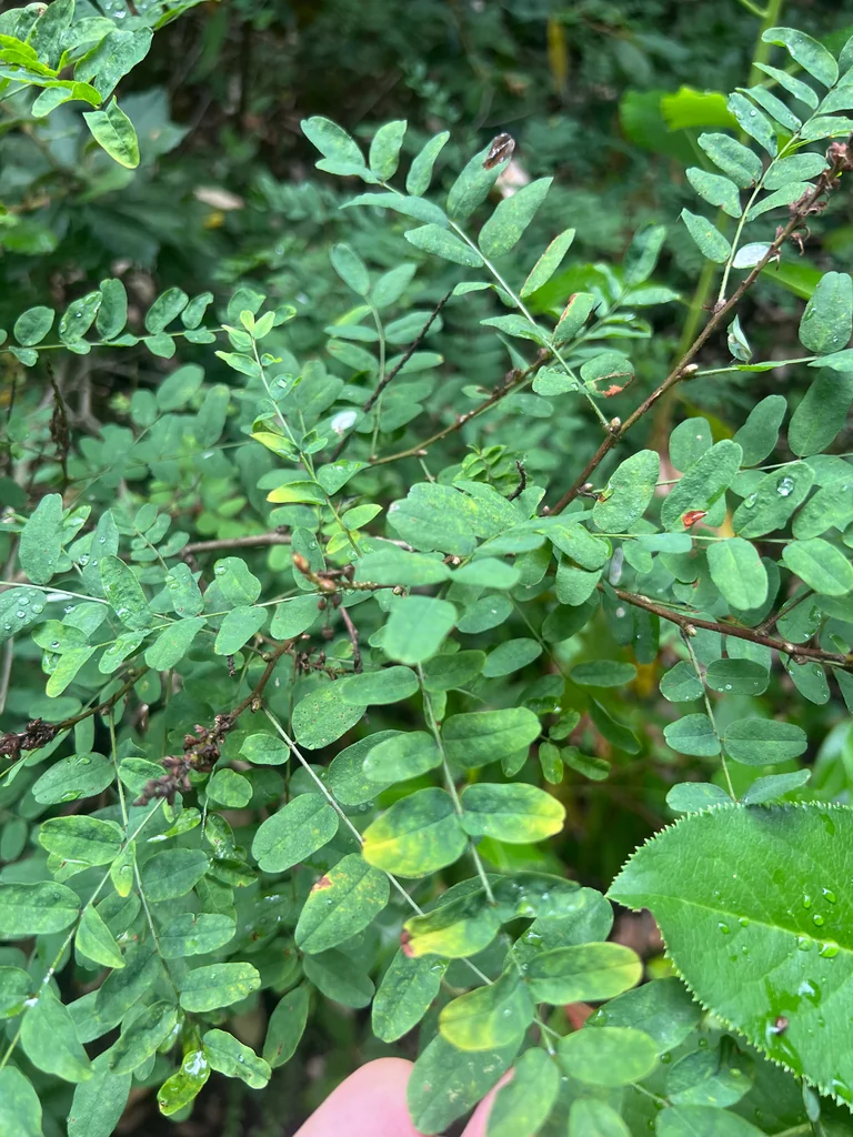 Amorpha Californica