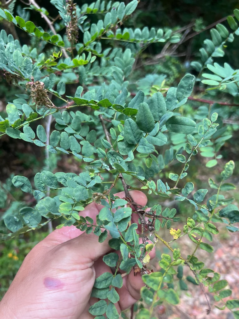 Amorpha Californica