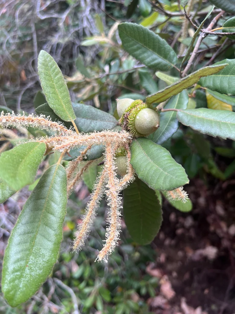 Notholithocarpus Densiflorus