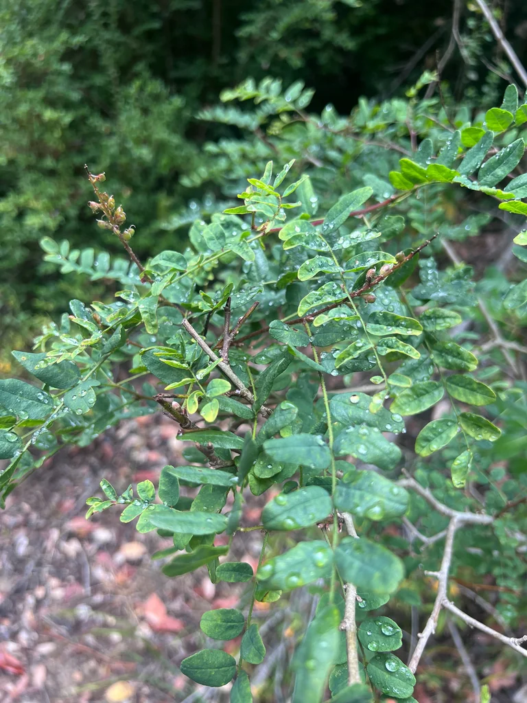 Amorpha Californica