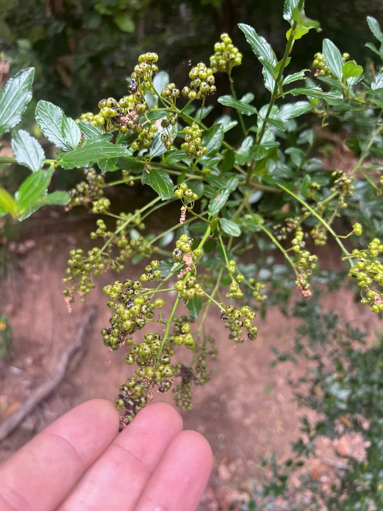 Ceanothus Thyrsiflorus