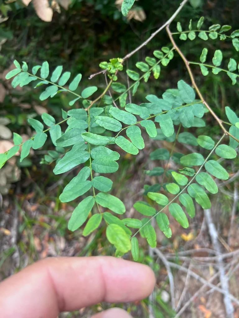 Amorpha Californica
